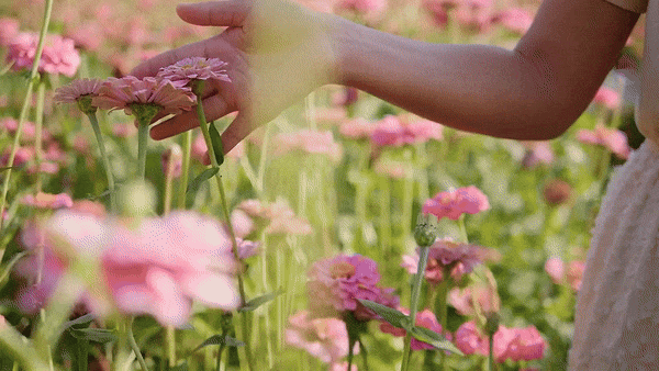 video of a woman walking through a garden of pink flowers